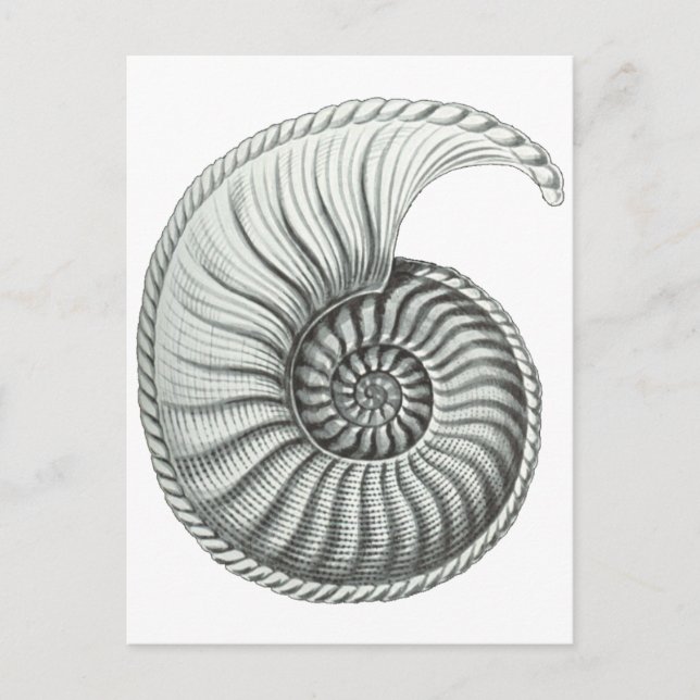 Cartão Postal Ammonite (Frente)
