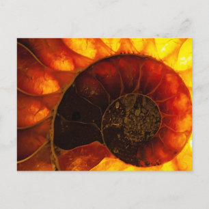 Cartão Postal Ammonite com iluminação de fundo, Cleoniceras