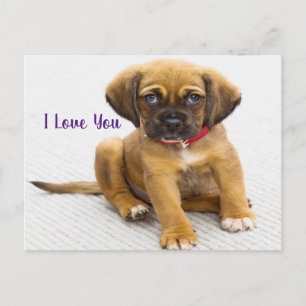 Cartão Postal Amo você, Cão