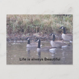 Cartão Postal Amor à Natureza