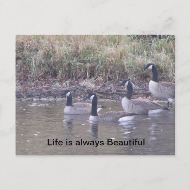 Cartão Postal Amor à Natureza (Frente)