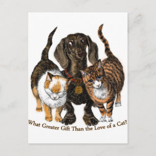 Cartão Postal amor a um gato