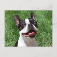 Amor Boston Terrier Puppy Dog Pensando em você