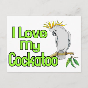 Cartão Postal Amor com Cockatoo