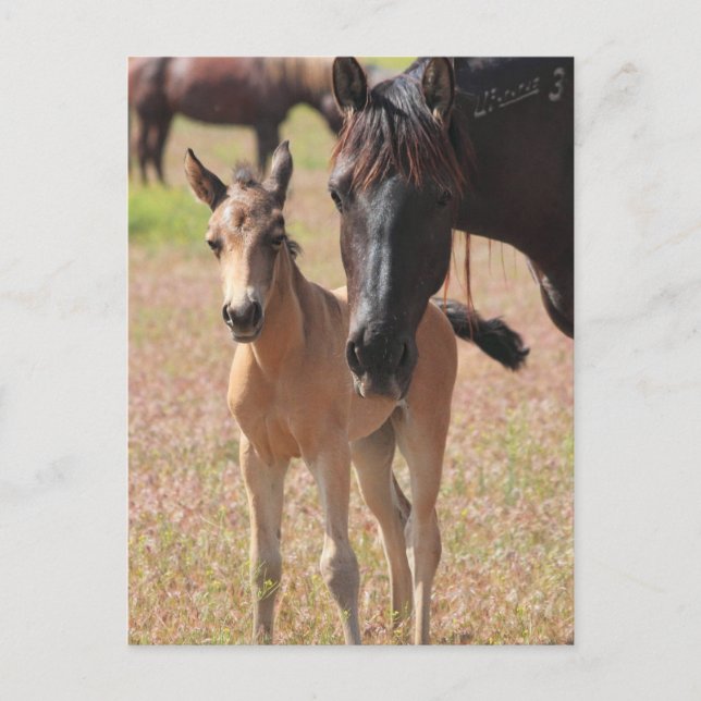 Cartão Postal Amor da Mãe (Frente)