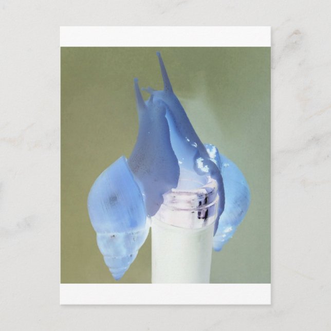 Cartão Postal Amor de caracol (Frente)