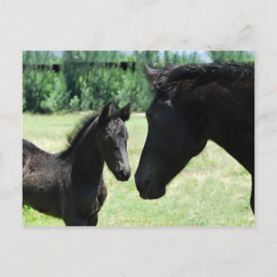 Cartão Postal Amor de cavalo mãe e bebê