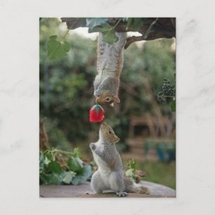 Cartão Postal Amor de Esquilo