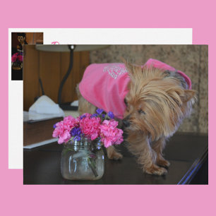 Cartão Postal Amor de Filhote Yorkie Bonito em Rosa