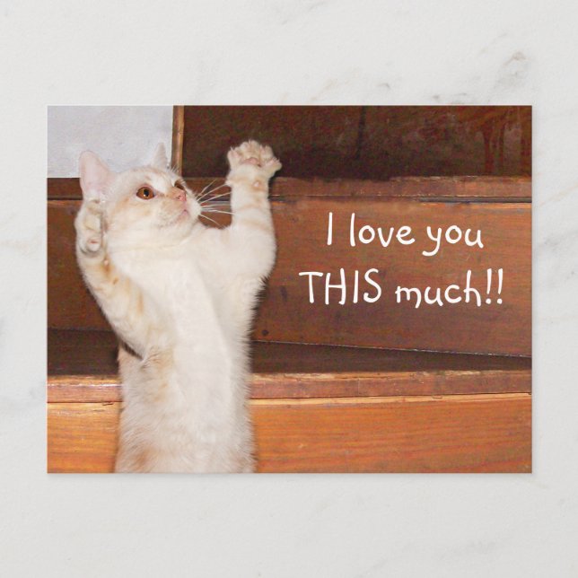 Cartão Postal Amor de gatinho (Frente)