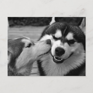 Cartão Postal amor de Husky Siberiano