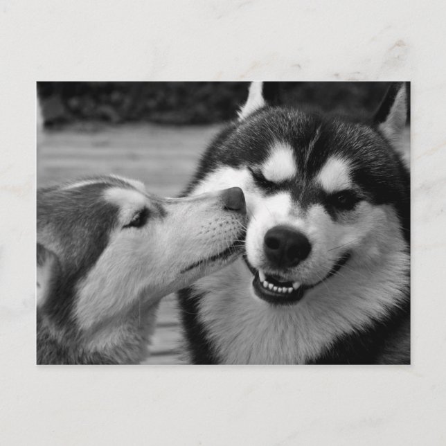 Cartão Postal amor de Husky Siberiano (Frente)