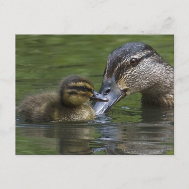 Cartão Postal Amor de Mãe (Frente)
