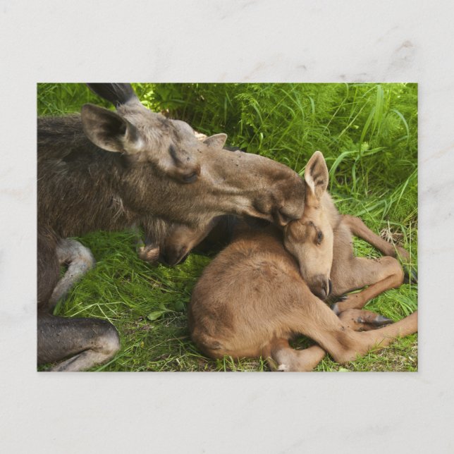 Cartão Postal Amor de Mãe (Frente)