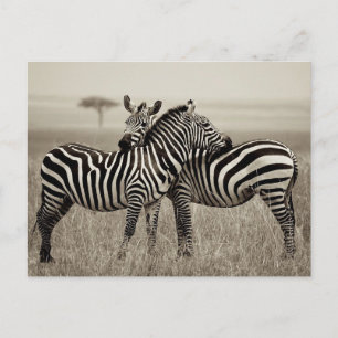 Cartão Postal Amor de Zebra