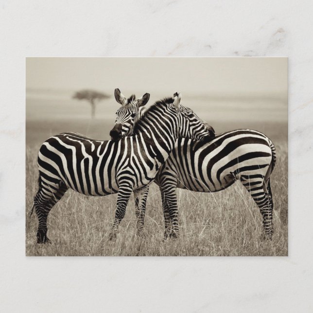 Cartão Postal Amor de Zebra (Frente)