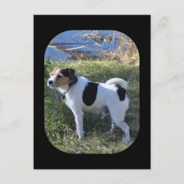 Cartão Postal Amor Do Cachorro por Janz Jack Russell