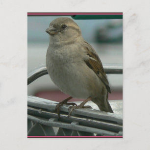 Cartão Postal Amor Elevado: Cart Bird