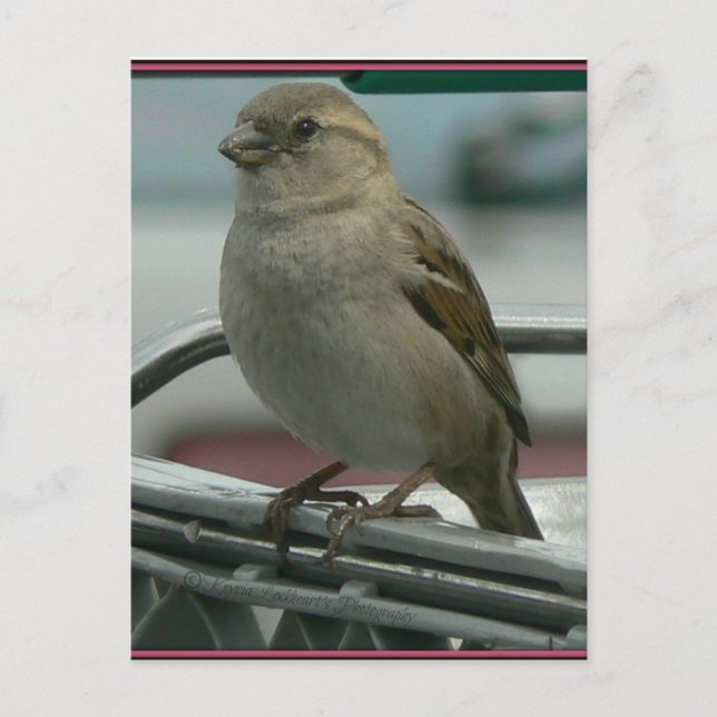 Cartão Postal Amor Elevado: Cart Bird (Frente)