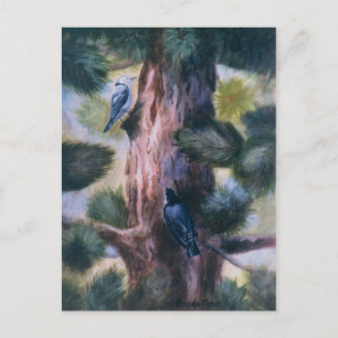 Cartão Postal Amor Nuthatat À Primeira Vista