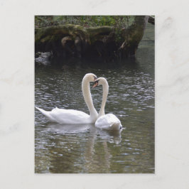 Cartão Postal Amor Paz Esperança Casamento do Cisne Lago Parque