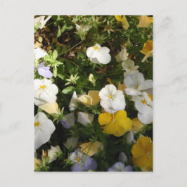 Cartão Postal Amor-Perfeito Branco e Amarelo