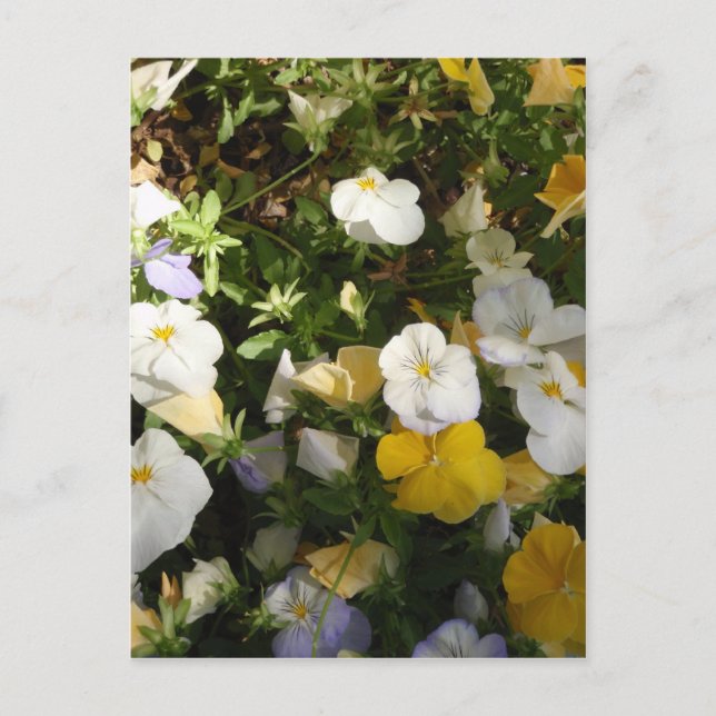 Cartão Postal Amor-Perfeito Branco e Amarelo (Frente)