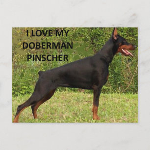 Cartão Postal amor por doberman pinscher c foto