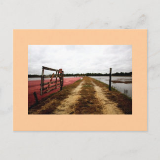 Cartão Postal amora