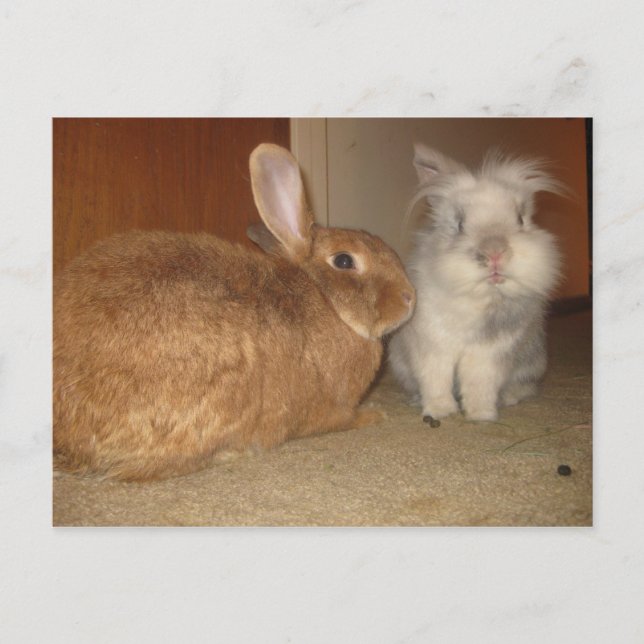 Cartão Postal amore (Frente)