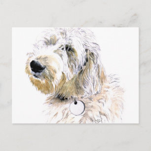 Cartão Postal Amortece o cartão-postal Labradoodle