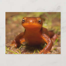 Cartão Postal Amphibian Oregon Corvallis Reptile