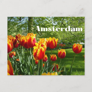 Cartão Postal Amsterdã Orange Tulips - Jardim Botânico Primavera