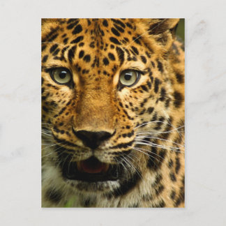 Cartão Postal Amur Leopard
