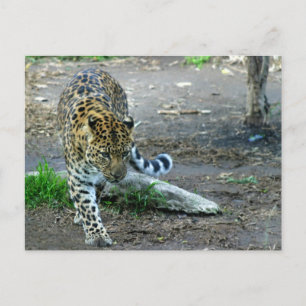 Cartão Postal Amur Leopard