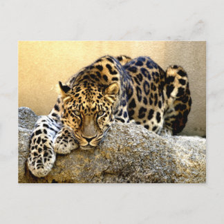 Cartão Postal Amur Leopard