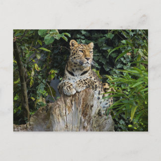 Cartão Postal Amur Leopard