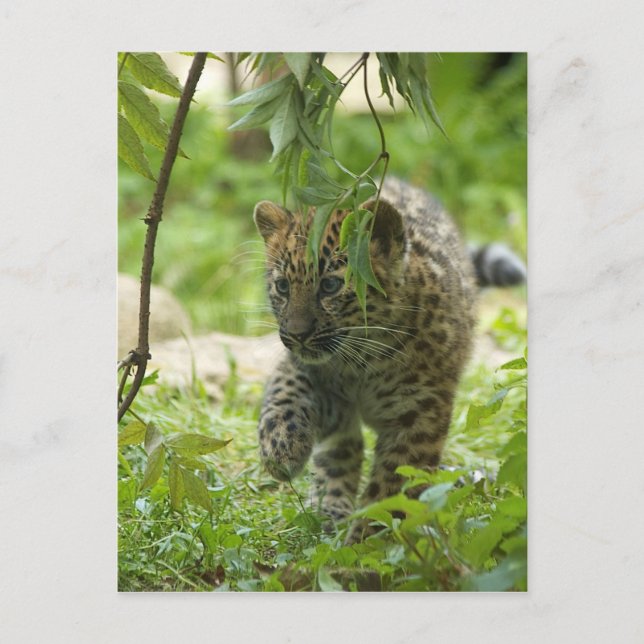 Cartão Postal Amur Leopard Cub (Frente)