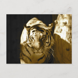 Cartão Postal Amur Tiger na Sépia