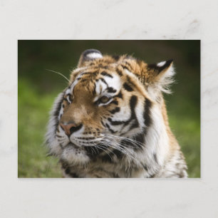 Cartão Postal Amur Tiger Species Info