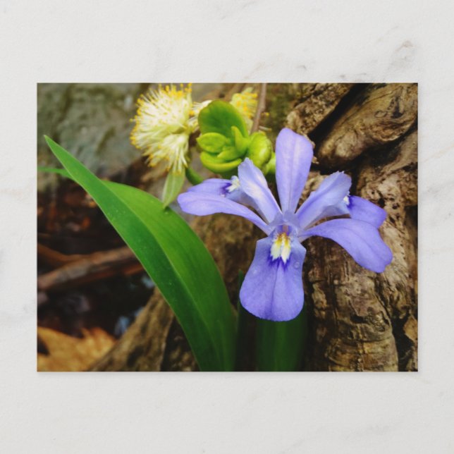Cartão Postal Anã-Caverna-Iris, flor branca púrpura azul-púrpura (Frente)