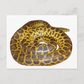 Cartão Postal Anaconda Amarela