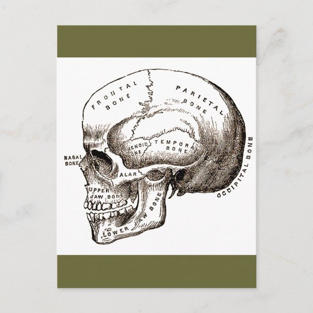 Cartão Postal Anatomia Anatômica Crânio Antiquado (Frente)