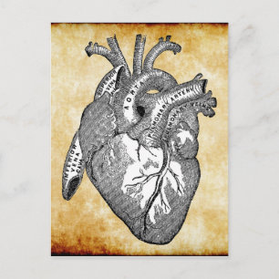 Cartão Postal anatomia cardíaca vintage