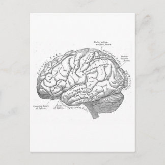 Cartão Postal Anatomia cerebral Vintage
