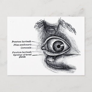Cartão Postal Anatomia da cinza - globo ocular