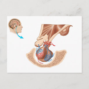Cartão Postal Anatomia Da Glândula Pituitária