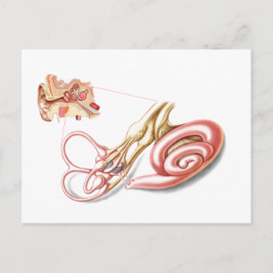 Cartão Postal Anatomia da Orelha Humana, Labirinto Membranoso