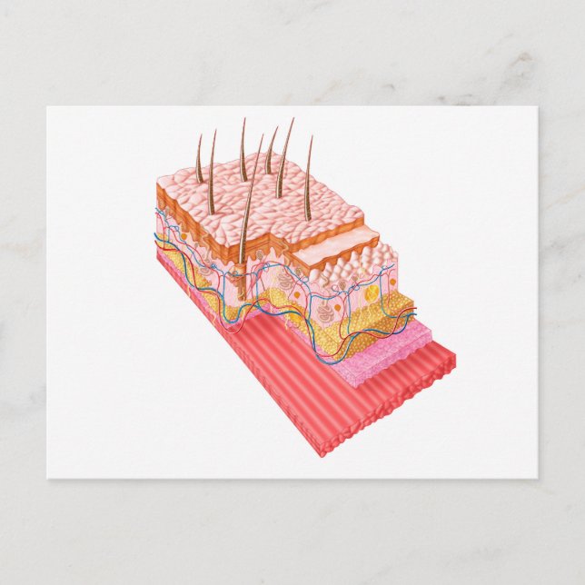 Cartão Postal Anatomia Da Pele Humana (Frente)