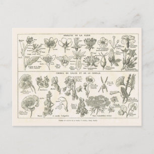 Cartão Postal Anatomia das flores